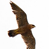 11SB6897 Peregrine Falcon